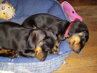 Augustus, a male Miniature Dachshund for sale in Ashley, IN – Photo 8 of 10