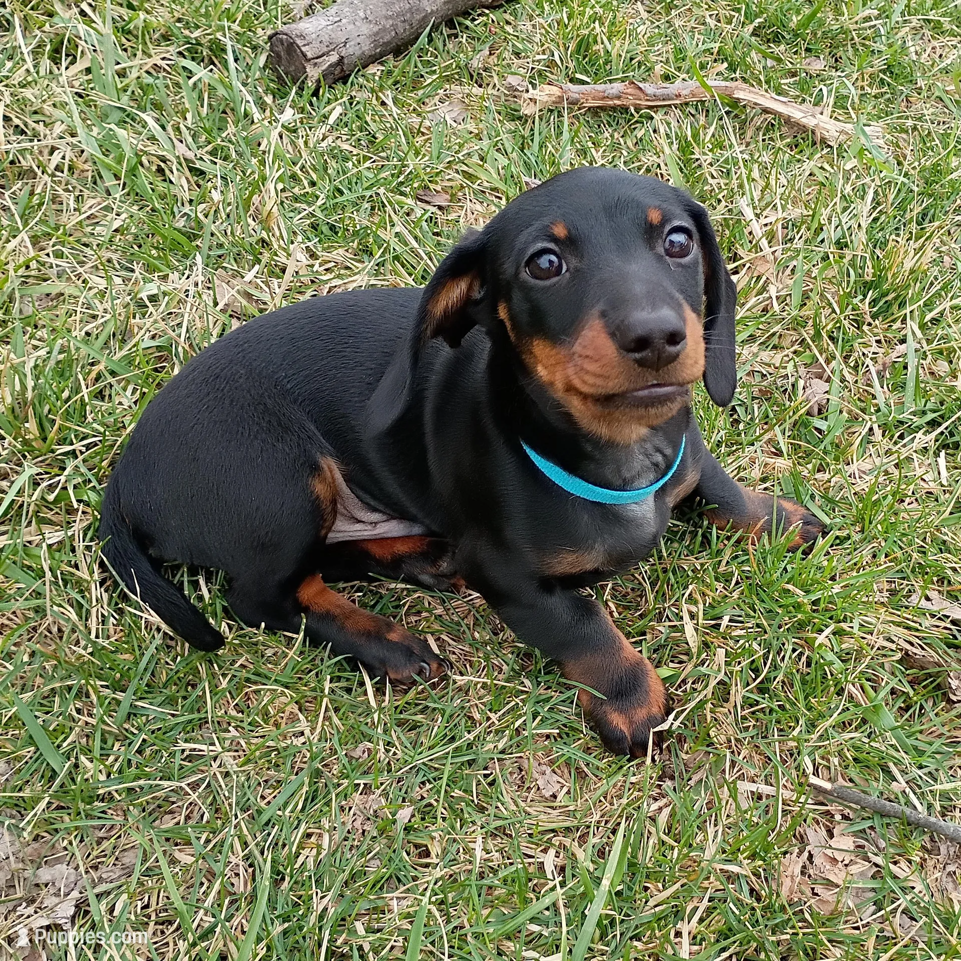 Augustus – Miniature Dachshund puppy for sale in Ashley, IN