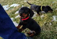 Augustus, a male Miniature Dachshund for sale in Ashley, IN – Photo 3 of 10