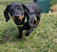 Augustus - AKC, a male Miniature Dachshund for sale in Ashley, IN – Photo 2 of 10