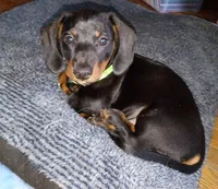 Titus, a male Miniature Dachshund for sale in Ashley, IN – Photo 7 of 10