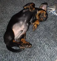 Titus, a male Miniature Dachshund for sale in Ashley, IN – Photo 6 of 10