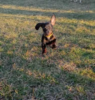 Titus, a male Miniature Dachshund for sale in Ashley, IN – Photo 3 of 10