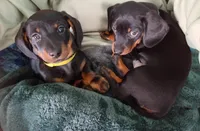 Titus, a male Miniature Dachshund for sale in Ashley, IN – Photo 10 of 10