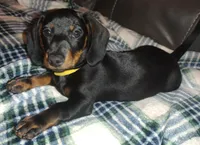 Titus, a male Miniature Dachshund for sale in Ashley, IN – Photo 4 of 10