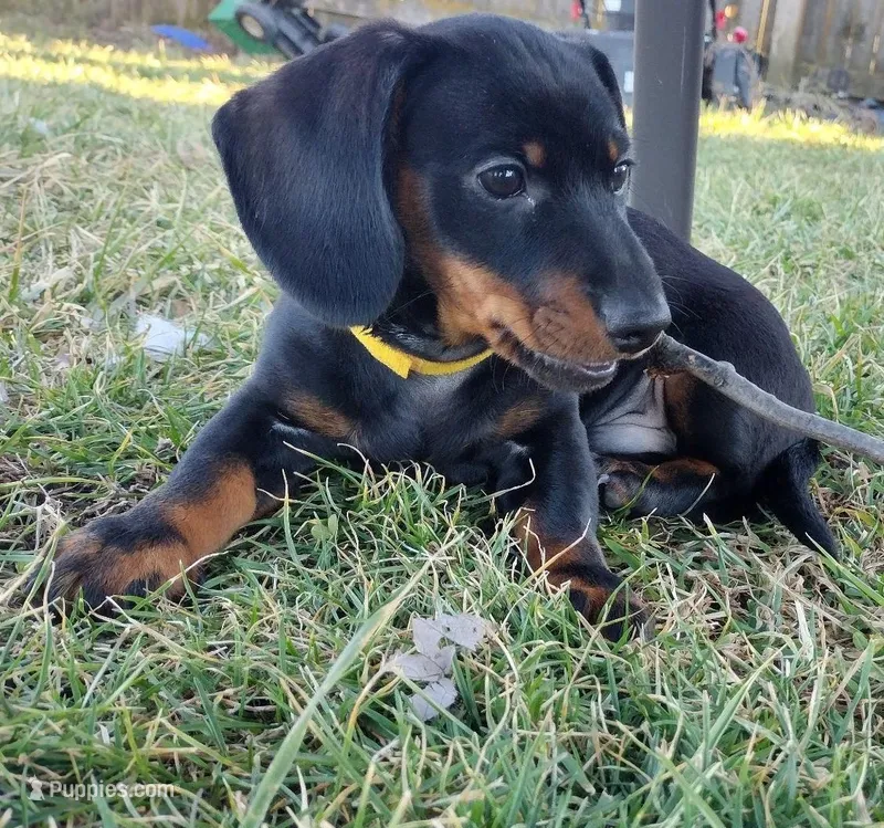 Titus – Miniature Dachshund puppy for sale in Ashley, IN