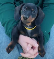 Titus, a male Miniature Dachshund for sale in Ashley, IN – Photo 2 of 10
