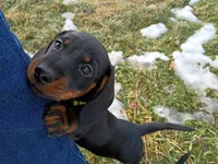 Titus, a male Miniature Dachshund for sale in Ashley, IN – Photo 5 of 10