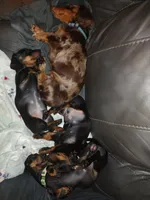 Titus, a male Miniature Dachshund for sale in Ashley, IN – Photo 9 of 10