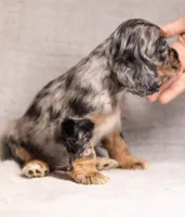 Scout, a male Cocker Spaniel for sale in Braymer, MO – Photo 2 of 3