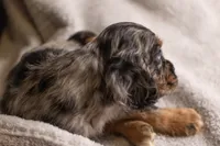 Scout, a male Cocker Spaniel for sale in Braymer, MO – Photo 3 of 3