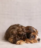 processed/436b66aa-1c43-463b-8905-b30a18094ba4/listing/52067acd-65e4-4568-8107-bbfb2a828b34/031b83d2-d794-4738-8ddd-5b7884fb130e