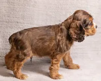 processed/436b66aa-1c43-463b-8905-b30a18094ba4/listing/52067acd-65e4-4568-8107-bbfb2a828b34/5a34ebfb-b067-4c0c-b2a6-5c523e044ff6