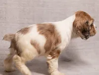 processed/436b66aa-1c43-463b-8905-b30a18094ba4/listing/5e80726c-93d1-4cf7-9fae-344585546187/58237821-f7cb-47b3-9b24-eba85c417e2d