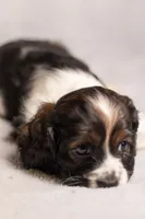 processed/436b66aa-1c43-463b-8905-b30a18094ba4/listing/b6d6d617-11f6-46a4-9b73-6a158b146049/ce3199d3-8bcf-43b2-8955-39939ae55111