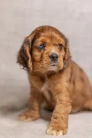 processed/436b66aa-1c43-463b-8905-b30a18094ba4/listing/e928d60f-cf87-45b3-a41c-5bb4e047162f/e1da5b7d-facb-484e-bf9f-adca78590771