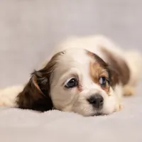 Ginger, a female Cocker Spaniel for sale in Braymer, MO – Photo 1 of 3