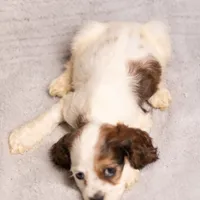 Ginger, a female Cocker Spaniel for sale in Braymer, MO – Photo 2 of 3