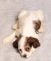 processed/436b66aa-1c43-463b-8905-b30a18094ba4/listing/f9f18f60-f2ec-494d-8dab-522bd3a1b4dd/cb65aeab-8da3-4faa-bd50-391642c05625