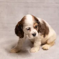 Ginger, a female Cocker Spaniel for sale in Braymer, MO – Photo 3 of 3