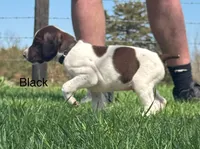 Black collar, a male German Shorthaired Pointer for sale in Manchester, IA – Photo 3 of 9