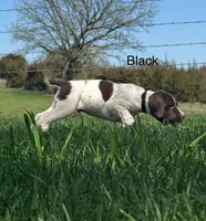 Black collar, a male German Shorthaired Pointer for sale in Manchester, IA – Photo 4 of 9