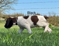 Black collar, a male German Shorthaired Pointer for sale in Manchester, IA – Photo 6 of 9
