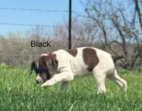 Black collar, a male German Shorthaired Pointer for sale in Manchester, IA – Photo 5 of 9