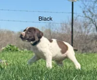 Black collar, a male German Shorthaired Pointer for sale in Manchester, IA – Photo 1 of 9