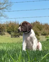 Black collar, a male German Shorthaired Pointer for sale in Manchester, IA – Photo 9 of 9