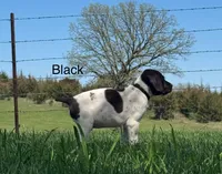Black collar, a male German Shorthaired Pointer for sale in Manchester, IA – Photo 8 of 9