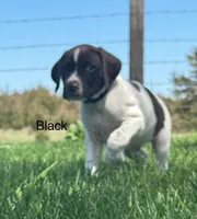 Black collar, a male German Shorthaired Pointer for sale in Manchester, IA – Photo 2 of 9