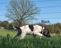 Black collar, a male German Shorthaired Pointer for sale in Manchester, IA – Photo 7 of 9