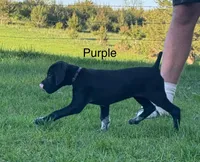 Purple collar, a female German Shorthaired Pointer for sale in Manchester, IA – Photo 4 of 7