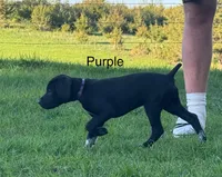 Purple collar, a female German Shorthaired Pointer for sale in Manchester, IA – Photo 2 of 7
