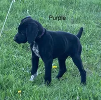 Purple collar, a female German Shorthaired Pointer for sale in Manchester, IA – Photo 7 of 7