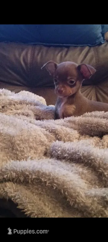 Bubba – Chihuahua puppy for sale in Westville, IN