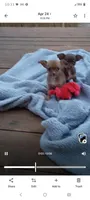 Bella, a female Chihuahua for sale in Amarillo, TX – Photo 4 of 5