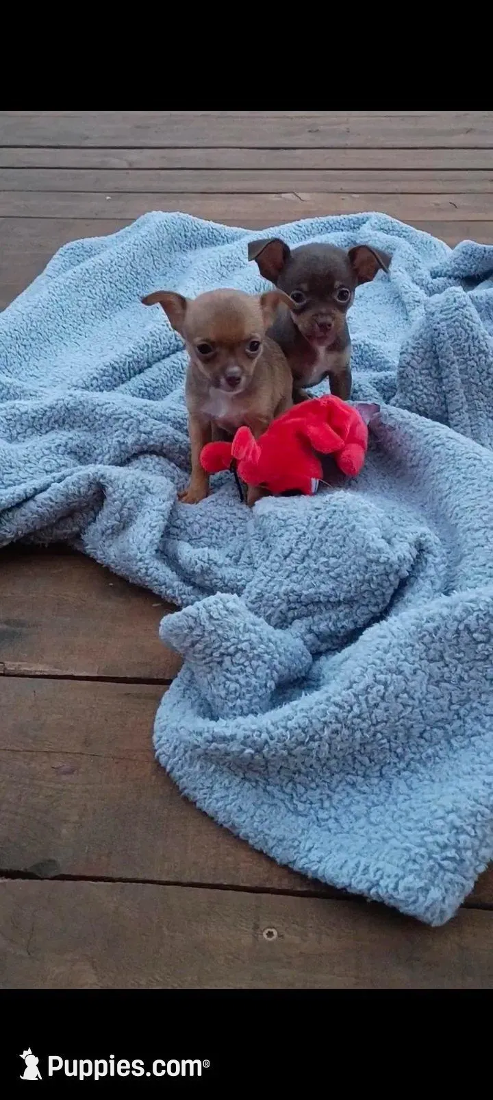 Bella, a female Chihuahua for sale in Amarillo, TX – Photo 1 of 5