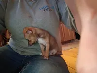 Bella, a female Chihuahua for sale in Amarillo, TX – Photo 2 of 5