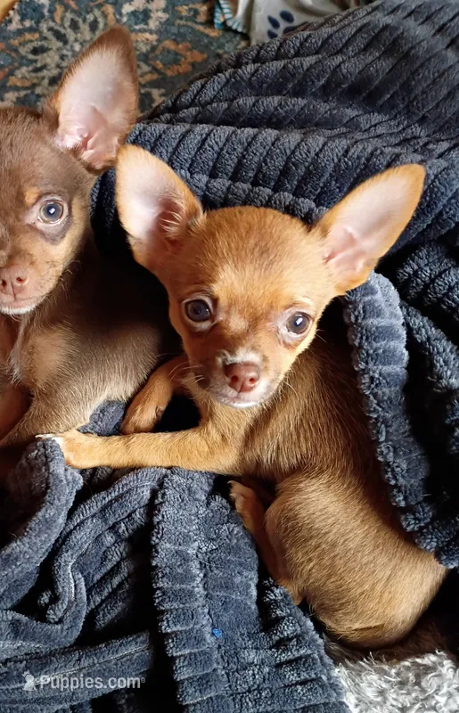 Bella – Chihuahua puppy for sale in Amarillo, TX