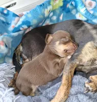 Bubba, a male Chihuahua for sale in Westville, IN – Photo 8 of 8