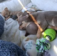 Bubba, a male Chihuahua for sale in Westville, IN – Photo 5 of 8