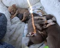 Bubba, a male Chihuahua for sale in Westville, IN – Photo 4 of 8