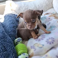 Bubba, a male Chihuahua for sale in Westville, IN – Photo 3 of 8