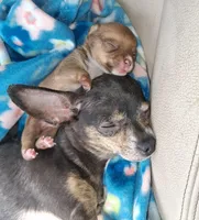 Bubba, a male Chihuahua for sale in Westville, IN – Photo 7 of 8