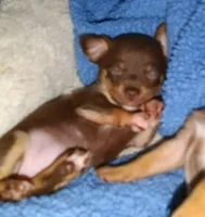 Bubba, a male Chihuahua for sale in Westville, IN – Photo 6 of 8