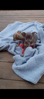 Bubba, a male Chihuahua for sale in Westville, IN – Photo 2 of 8