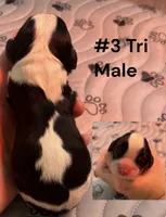 Tri Male #3, a male Cavalier King Charles Spaniel for sale in Florence, MS – 2 of 4