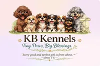 *MOYEN* MERLE, a female Poodle - Miniature  for sale in Florence, MS – Photo 10 of 10